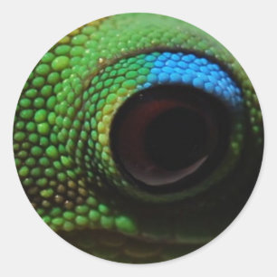 Adesivo Redondo Gecko Eyeball