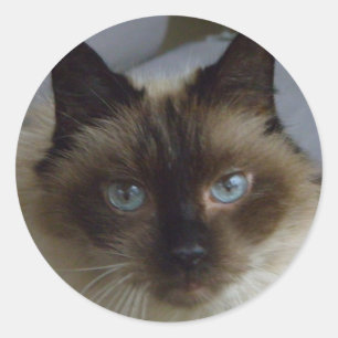 Adesivo Redondo Gelados de Kitten
