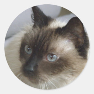 Adesivo Redondo Gelados de Kitten