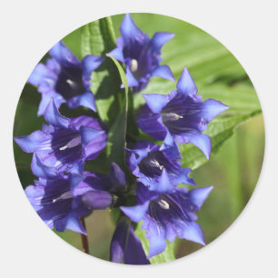 Adesivo Redondo Genciana do salgueiro (asclepiadea Gentiana)