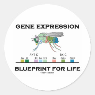 Adesivo Redondo Gene Expression Blueprint Para Genes Life Homeobox