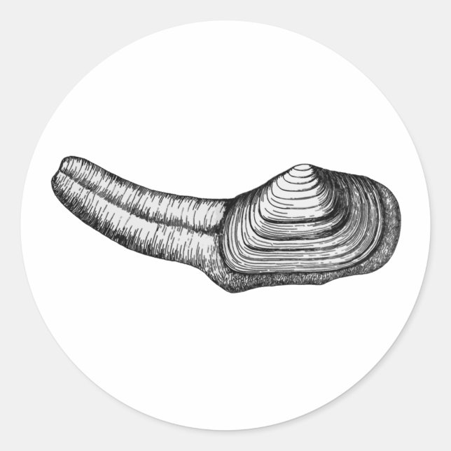 Adesivo Redondo Geoduck Clam (ilustração a preto e branco) (Frente)