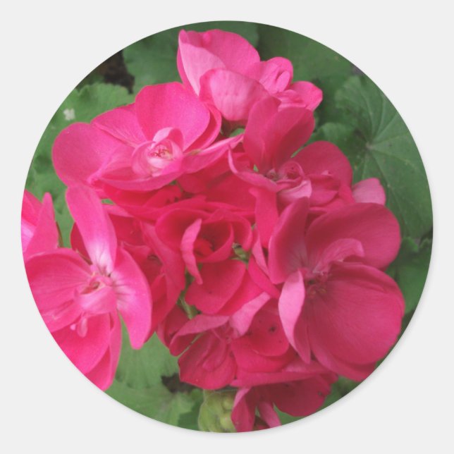 Adesivo Redondo Gerânios Rosa (Frente)