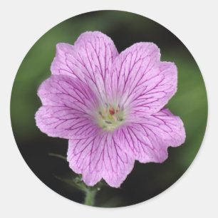 Adesivo Redondo Geranium Endressii