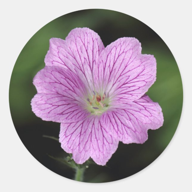 Adesivo Redondo Geranium Endressii (Frente)
