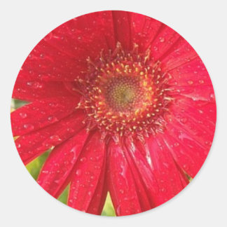 Adesivo Redondo Gerber Daisy Sticker