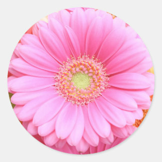 Adesivo Redondo Gerber Daisy Stickers Rosa