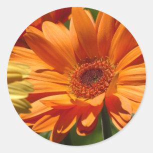 Adesivo Redondo Gerbera alaranjado