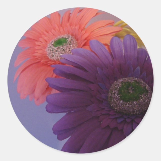 Adesivo Redondo Gerbera Daisies - Stickers (Frente)