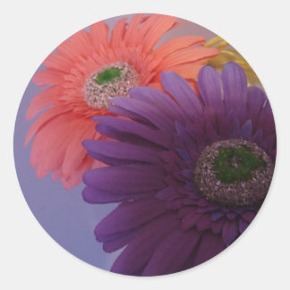 Adesivo Redondo Gerbera Daisies - Stickers