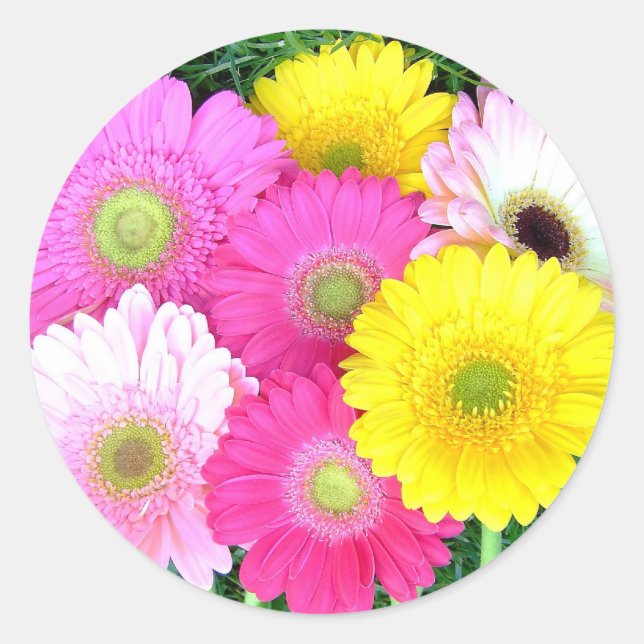 Adesivo Redondo Gerbera Daisy Colors (Frente)
