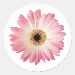 Adesivo Redondo Gerbera Daisy Flower, rosa e branca, fotográfica