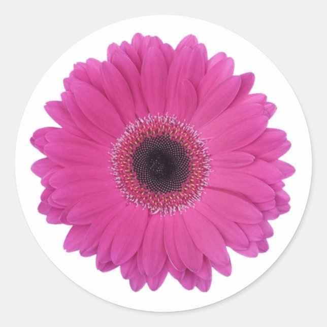 Adesivo Redondo Gerbera Daisy Flower, rosa-magenta quente (Frente)