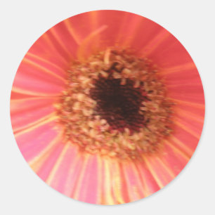 Adesivo Redondo Gerbera Daisy Flower Stickers