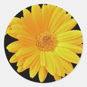 Adesivo Redondo Gerbera Daisy (Gerbera hybrida) - Amarelo