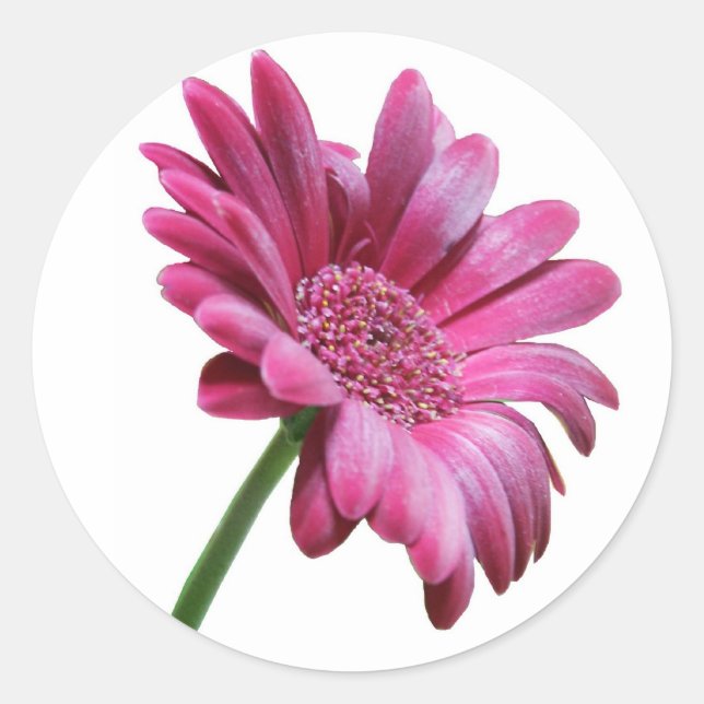 Adesivo Redondo Gerbera Daisy Sticker (Frente)