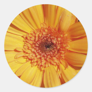 Adesivo Redondo Gerbera Daisy Stickers