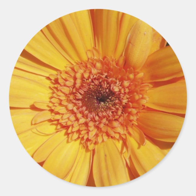 Adesivo Redondo Gerbera Daisy Stickers (Frente)