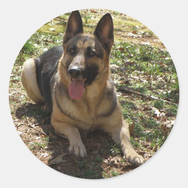 Adesivo Redondo German shepherd (Frente)