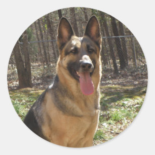 Adesivo Redondo German shepherd