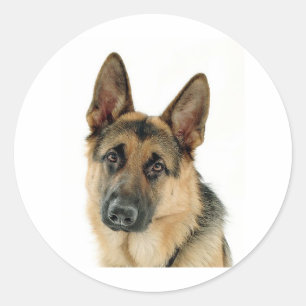 Adesivo Redondo German shepherd