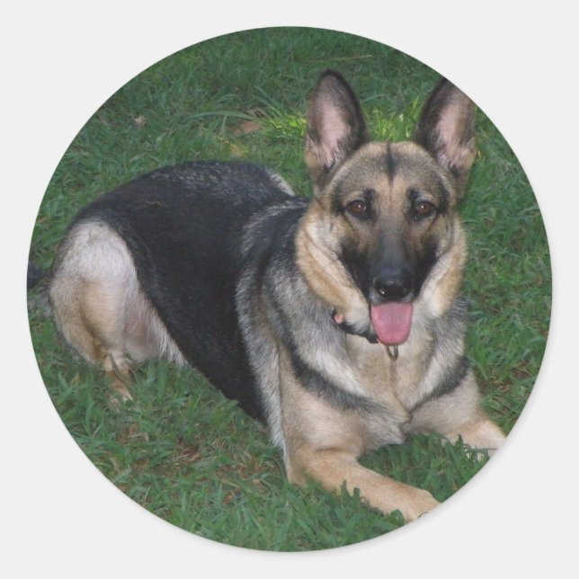 Adesivo Redondo German shepherd (Frente)
