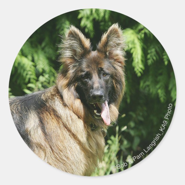 Adesivo Redondo German shepherd 1 De Cabelo Longo Marrom (Frente)