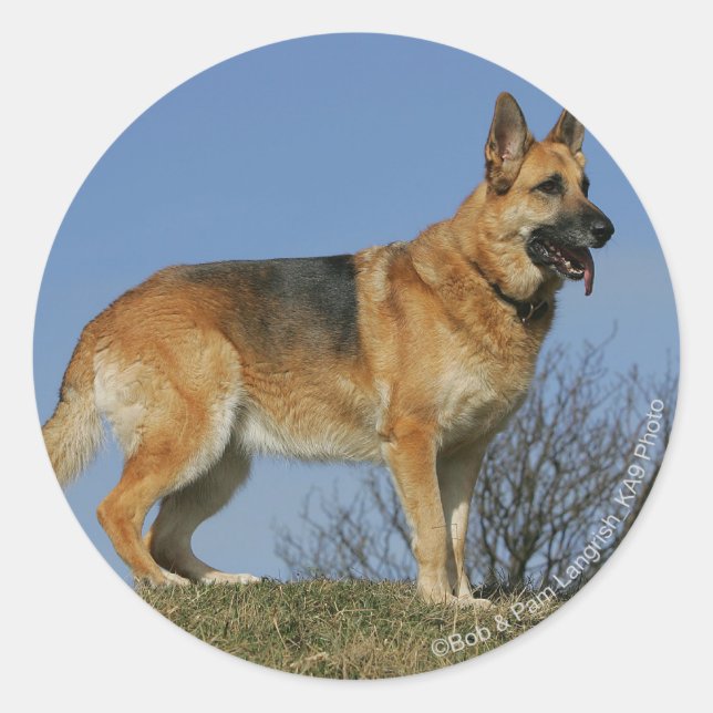 Adesivo Redondo German shepherd 2 De Cabelo Longo Marrom (Frente)