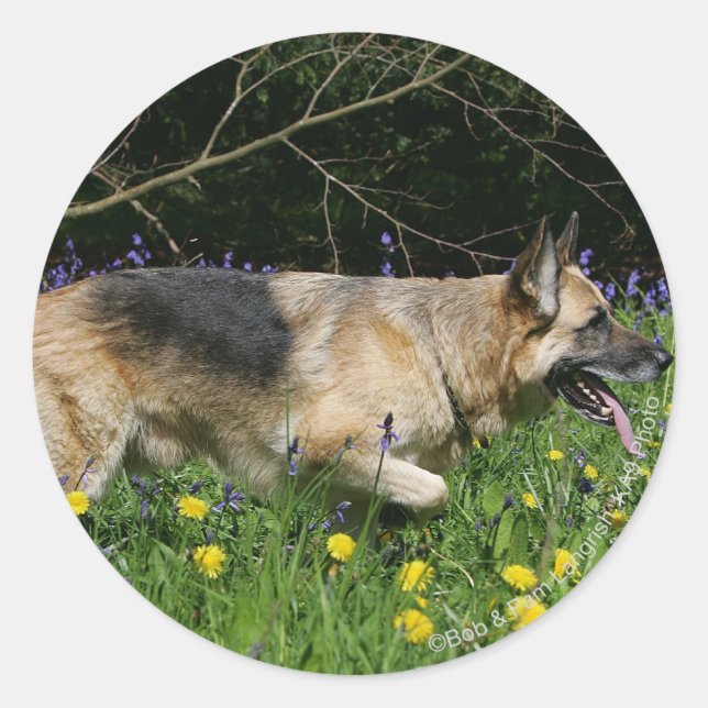 Adesivo Redondo German shepherd em Flores Amarelas (Frente)