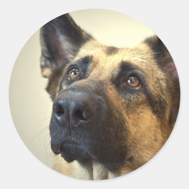 Adesivo Redondo German shepherd Picture Stickers (Frente)
