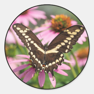 Adesivo Redondo Giant Swallowtail