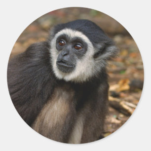 Adesivo Redondo Gibão-de-mãos-brancas (Hylobates Lar), Monkeyland