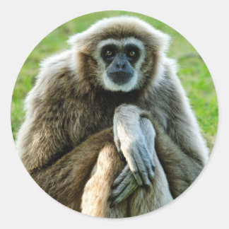 Adesivo Redondo Gibbon, o Vamos fala sobre o significado da vida..