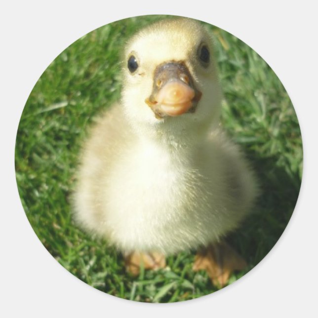 Adesivo Redondo gijs (Frente)