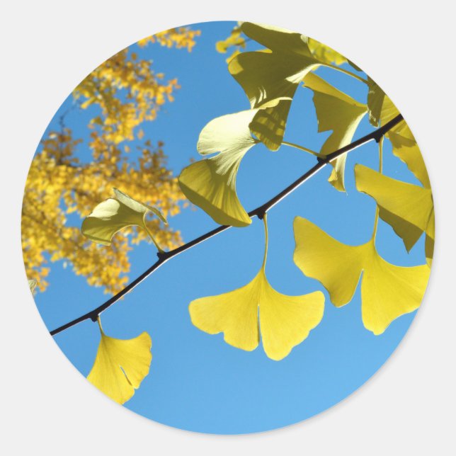 Adesivo Redondo Ginkgo Leaves in Autumn (Frente)