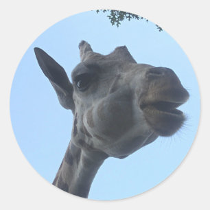 Adesivo Redondo Girafa