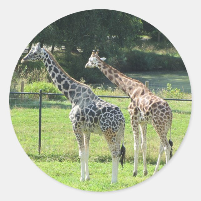 Adesivo Redondo Girafas Pastando (Frente)
