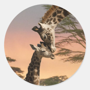 Adesivo Redondo Girafas que cumprimentam-se