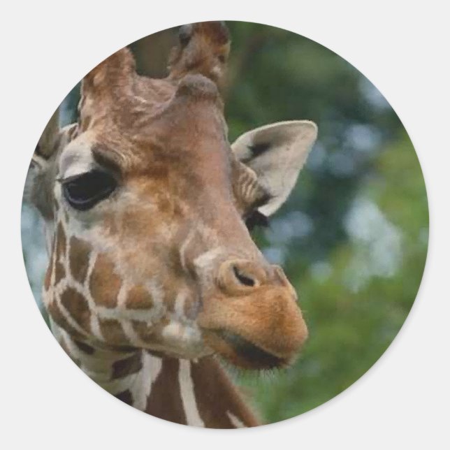 Adesivo Redondo Giraffe abre presentes de arte (Frente)