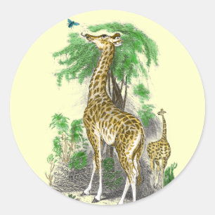 Adesivo Redondo Giraffe Birthday Stickers