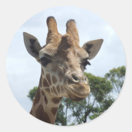 Adesivo Redondo Giraffe Sticker - Round