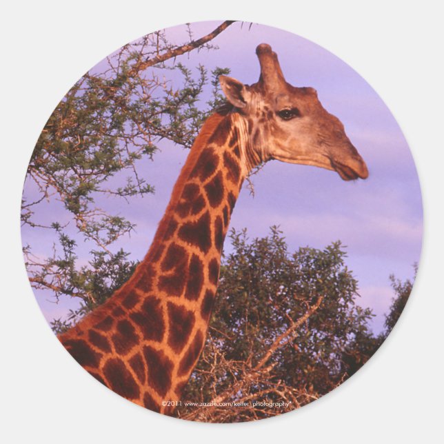 Adesivo Redondo Giraffe Stickers (Frente)