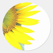 Girassóis da primavera