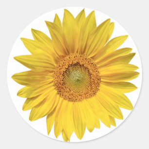 Adesivo Redondo Girassóis Florais Amarelos - Amor, Olá,