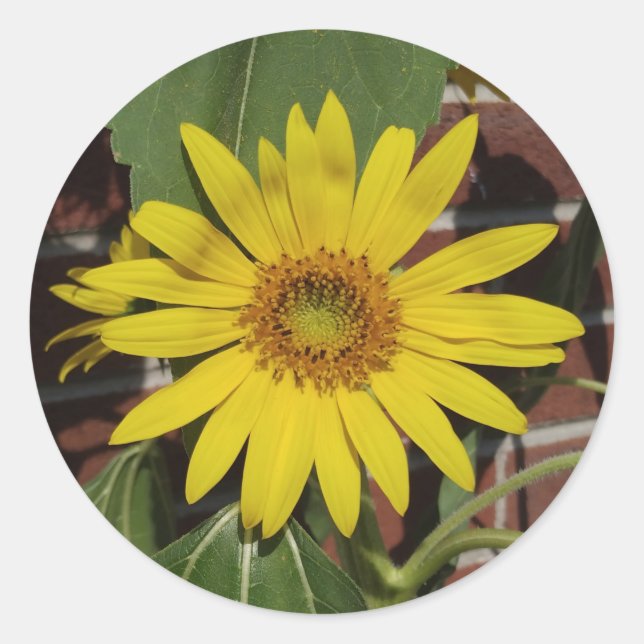Adesivo Redondo Girassol (Frente)