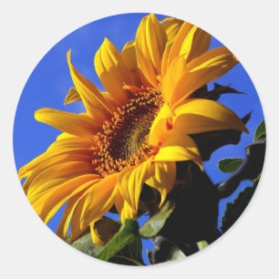 Adesivo Redondo Girassol amarelo brilhante