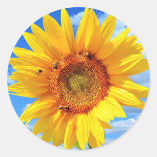 Adesivo Redondo Girassol Amarelo e Abelhas no Céu Azul - Dia do Ve