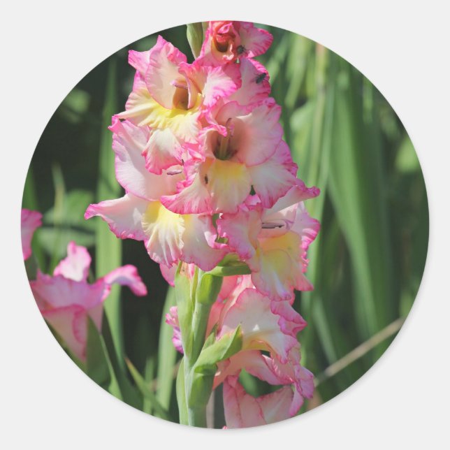 Adesivo Redondo Gladiolus (Frente)