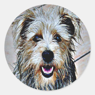 Adesivo Redondo Glen de Imaal Terrier