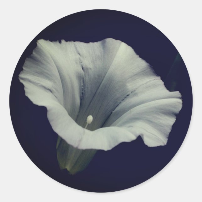 Adesivo Redondo Glória da Manhã (Frente)